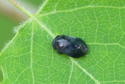 Penthimia nigra